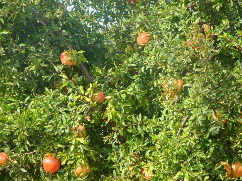 Quinta Dos Poetas Nature Hotel & Apartments Pechao Bagian luar foto